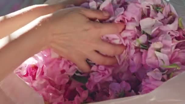 Girl with long hair sifting and sorting pink rose petals from transparent sack. Close up. — ストック動画