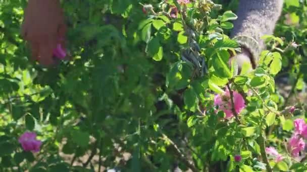Kvinne som plukker nye rosa roseblader. Nær hennes sprukne hender . – stockvideo