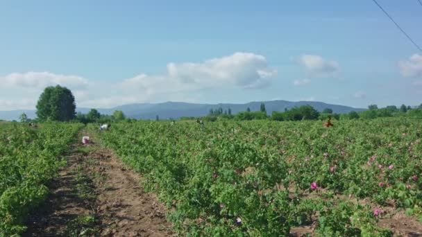Les gens cueillent des roses fraîches. Délai imparti . — Video
