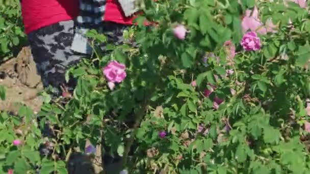 Woman picking fresh pink rose petals. Close up view of her cracked hands. — ストック動画