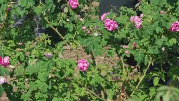 Man picking fresh pink rose petals. Close up view of his cracked hands. — ストック動画