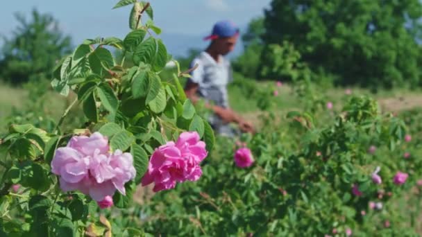 Rozjaśnienie rozmycia tło róży człowieka zbieranie płatków róż. — Wideo stockowe