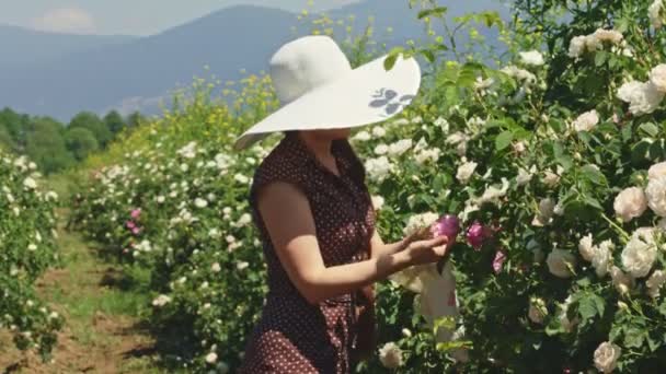 Žena v klobouku sbírá čerstvé růžové okvětní lístky růží. — Stock video