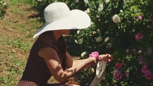 Frau mit Hut pflückt frische rosa Rosenblätter. — Stockvideo
