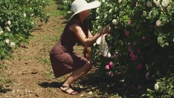 Γυναίκα στο καπέλο μαζεύοντας φρέσκα ροδοπέταλα ροζ τριαντάφυλλου. — Αρχείο Βίντεο