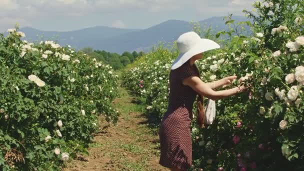 Žena v klobouku sbírá čerstvé růžové okvětní lístky růží. — Stock video