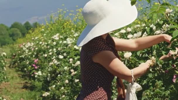 Woman in hat  picking fresh pink rose petals. — Stock Video