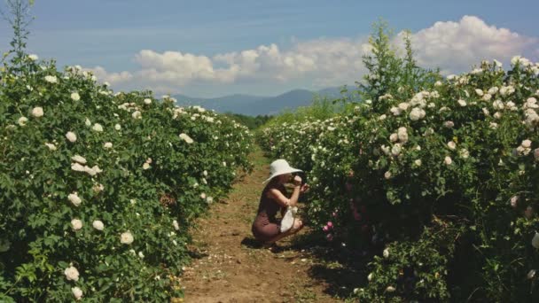 Frau mit Hut pflückt frische rosa Rosenblätter. — Stockvideo