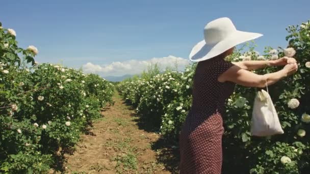 Kvinna i hatt plockar färska rosa rosenblad. — Stockvideo