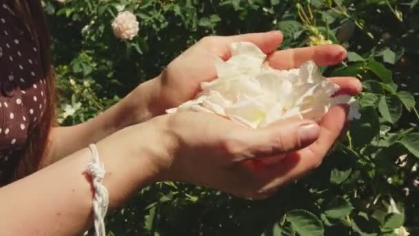 Woman in hat  picking fresh pink rose petals. Close up view of her hands. — Stock Video