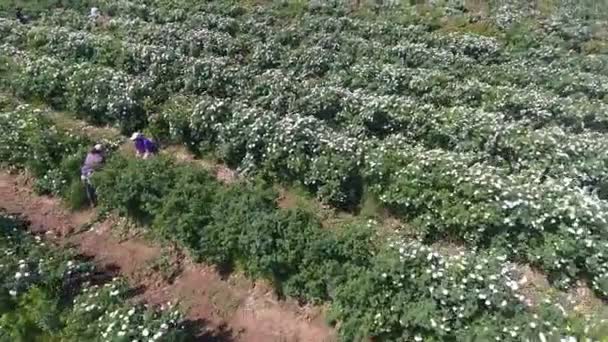 People picking fresh pink roses. Aerial view. — Stock Video