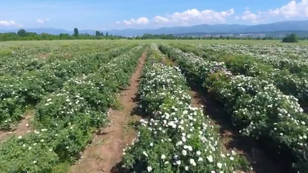 Vue aérienne d'un magnifique champ de roses roses colorées — Video