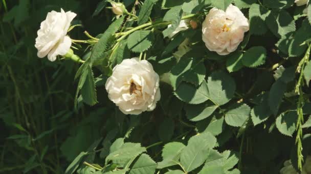 Miele di api impollinazione e raccolta di nettare dal fiore di rosa . — Video Stock