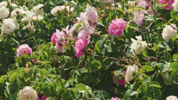 Beaucoup de tiges de rose avec des bourgeons non ouverts — Video