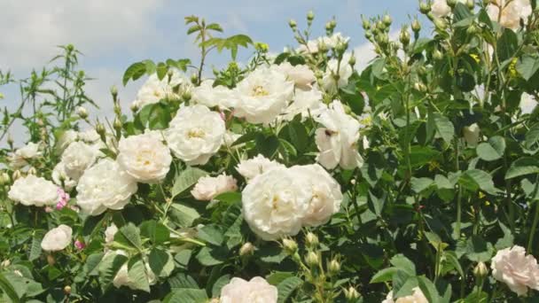 许多未开放芽的白玫瑰茎 — 图库视频影像