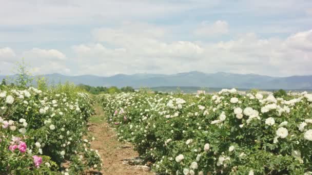 Arbustos de rosa e branco subiu fileiras na primavera durante a época de colheita na Bulgária. Prazo de validade . — Vídeo de Stock