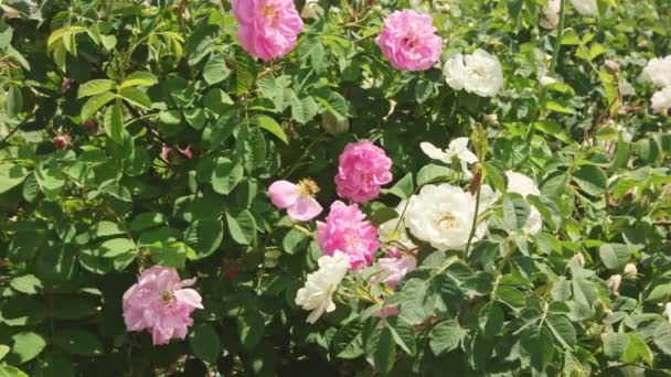 Honey bees pollinating and gathering nectar from rose flower. — Stock Video