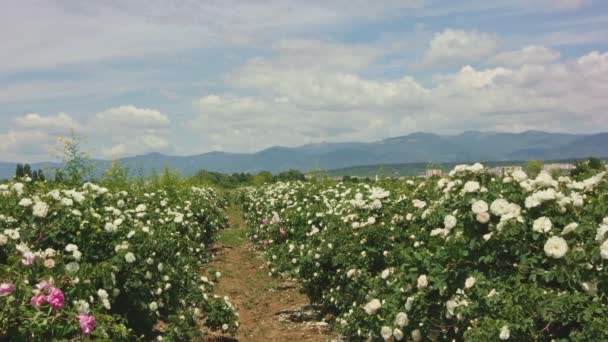 Bushes of pink and white rose rows in spring during harvest time in Bulgaria — Stock Video