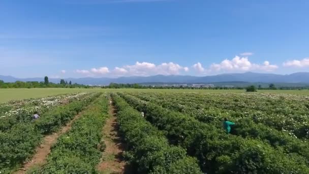 Mensen plukken verse roze rozen. Luchtzicht. — Stockvideo