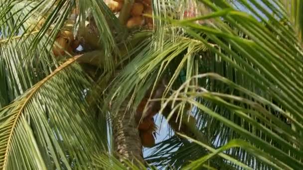 Man klättrar upp i en hög palm kokos träd för att samla skörd av kokosnötter. — Stockvideo