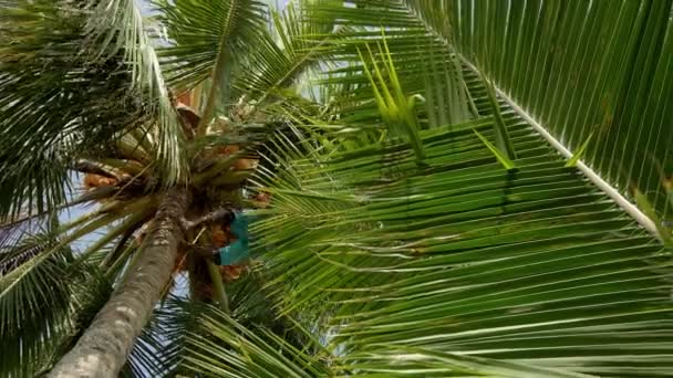 Homem descendo de um coqueiro de palmeira alta para coletar a colheita de cocos . — Vídeo de Stock