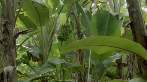 Cortar um monte de bananas numa plantação . — Vídeo de Stock