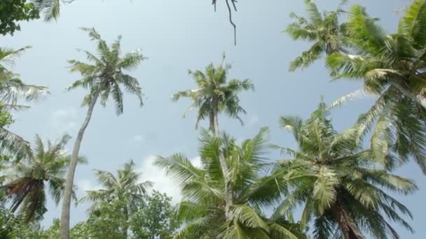 Palmy kokosowe na tle błękitnego nieba. — Wideo stockowe