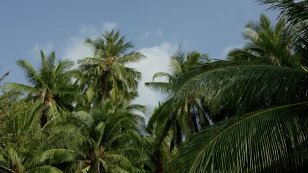 Mavi gökyüzü arka planında hindistan cevizi palmiyeleri. — Stok video