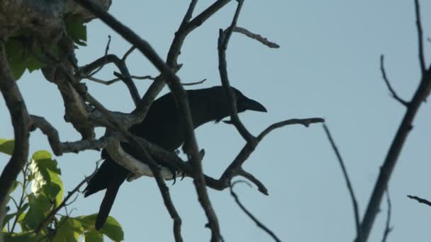 Svart fågel sitter på ett träd — Stockvideo