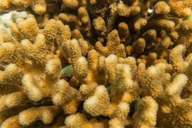 Ölü beyazlatılmış sualtı manzarası Maldivler 'deki tropikal resifte taşlı mercanları öldürdü. Okyanusları kaydet.