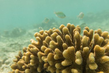 Maldivler 'deki tropikal resiflerde küçük balıklarla beyazlatılmış taş mercanlar. Su altı yaşam konsepti.