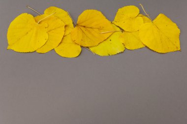 Sonbahar sarı düşen yapraklar satırda gri arka plan üzerinde