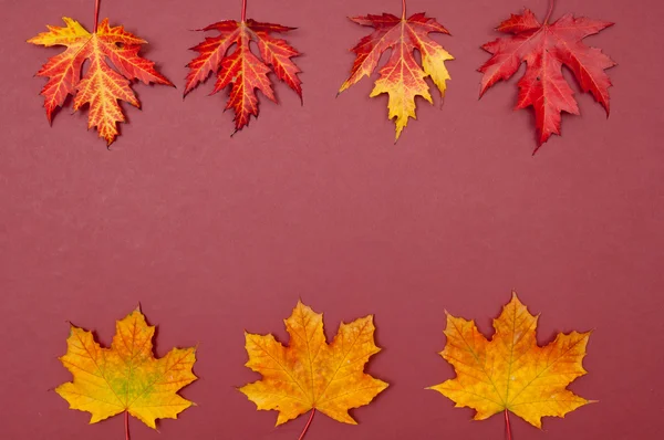Sonbahar renkli düşmüş akçaağaç satırları bordo arka plan üzerinde bırakır.