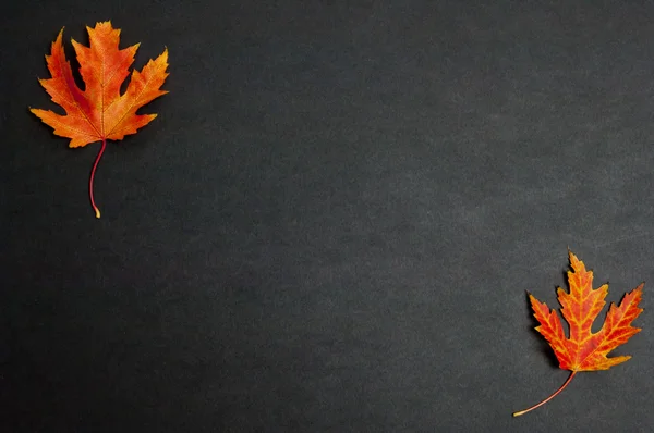 Koyu gri arka plan üzerinde renkli düşmüş akçaağaç yaprakları sonbahar