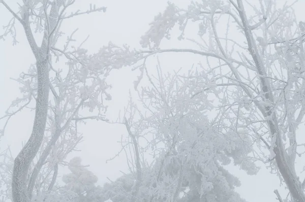 Freezing rain covered the trees and surface in a park forest — Stock Photo, Image