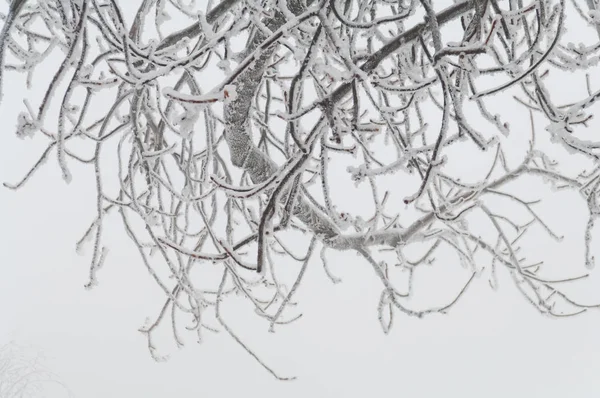 Freezing rain covered the trees and surface in a park forest — Stock Photo, Image