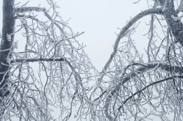 Freezing rain covered the trees and surface in a park forest — Stock Photo, Image