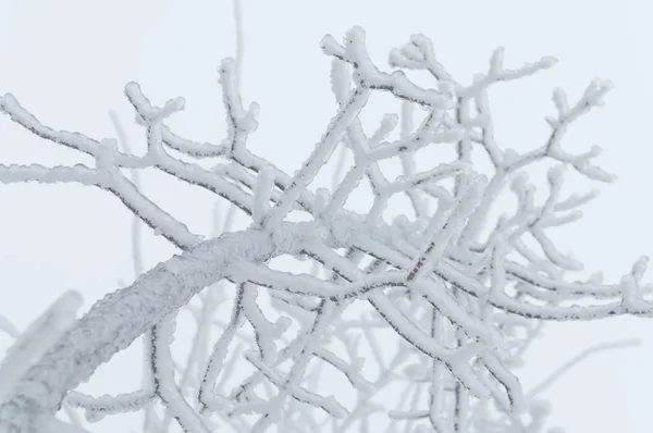 Freezing rain covered the trees and surface in a park forest — Stock Photo, Image