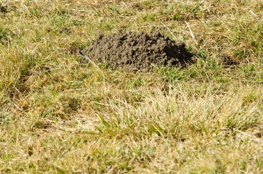 Köstebek yuvası ya da köstebek hill Bahçe