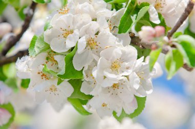 Elma çiçeği, elma ağacı üzerinde çiçek açan bahar kar yağışı sonra