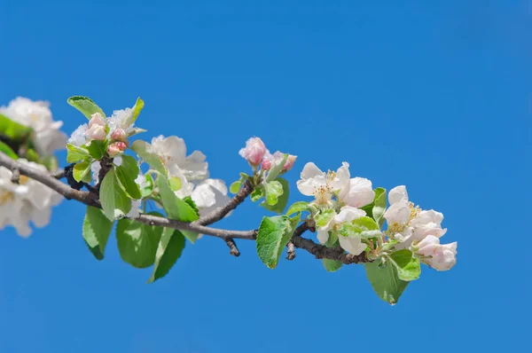 Elma çiçeği, elma ağacı üzerinde çiçek açan bahar kar yağışı sonra