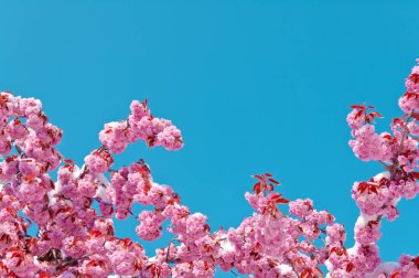 Kiraz çiçeği ve kar, Prunus serrulata, sakura