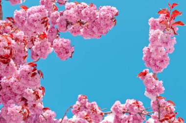 Kiraz çiçeği ve kar, Prunus serrulata, sakura