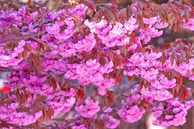 Kiraz çiçeği ve kar, Prunus serrulata, sakura