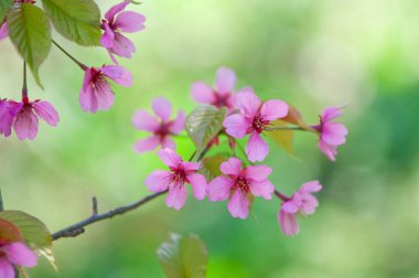 Kiraz çiçeği, Prunus serrulata, tam çiçeklenme