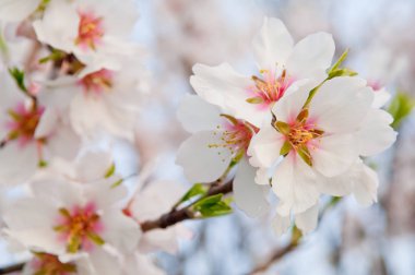 Mart ayında badem çiçeği, çiçek badem ağacı