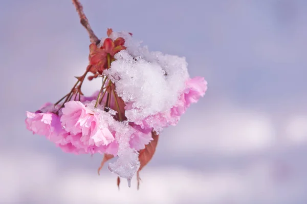 Kiraz çiçeği ve kar, Prunus serrulata, sakura — Stok fotoğraf