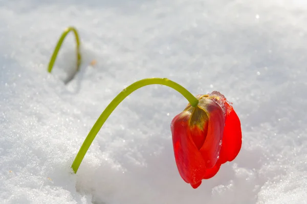 Red tulip in snow, sunny, morning shot