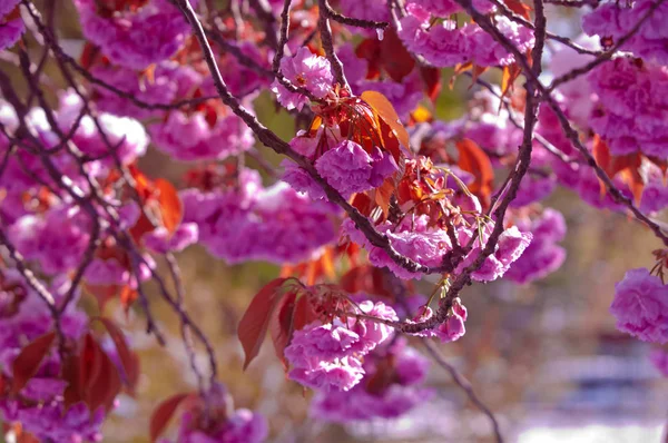 Flor de cerejeira e neve, Prunus serrulata, sakura — Fotografia de Stock