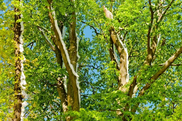 Scalonych pór roku, opadów śniegu na wiosnę — Zdjęcie stockowe